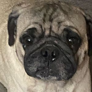 Meet your Posher, Dulce